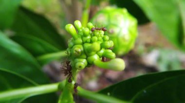 Yeşil noni meyvesi (Morinda citrifolia) üzerinde küçük beyaz çiçekli kırmızı karıncaların yakın çekim makrosu