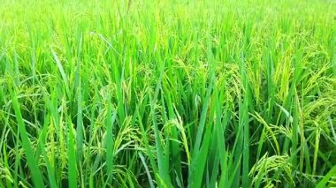 Tomurcuklu yemyeşil pirinç bitkilerinin kapanışı canlı bir çeltik tarlasında olgunlaşmaya başlıyor..
