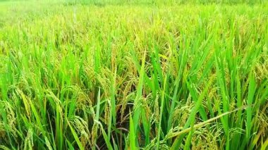 Tomurcuklu yemyeşil pirinç bitkilerinin kapanışı canlı bir çeltik tarlasında olgunlaşmaya başlıyor..