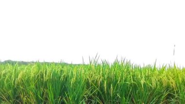 Tomurcuklu yemyeşil pirinç bitkilerinin kapanışı canlı bir çeltik tarlasında olgunlaşmaya başlıyor..