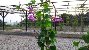 Açık hava bahçesindeki metal bir çardakta büyüyen mor bir sabah şarabının yakın plan fotoğrafı.