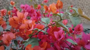 Turuncu ve pembe tonlarında taze yeşil yapraklarla çevrili canlı bir bougainvillea çiçeği kümesi