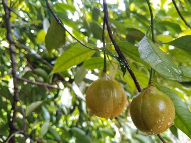 Yağmurdan sonra taze sarı meyveler ve yemyeşil yapraklarla tropikal bir ağacın yakın görüntüsü