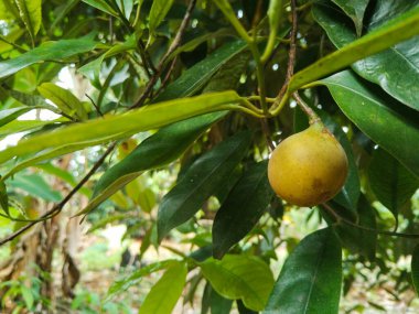 Yağmurdan sonra taze sarı meyveler ve yemyeşil yapraklarla tropikal bir ağacın yakın görüntüsü