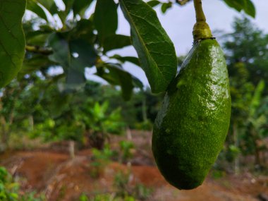 Taze yeşil avokadoların parlak bir gökyüzüne karşı bir ağaç dalından sarkan yakın görüntüsü..