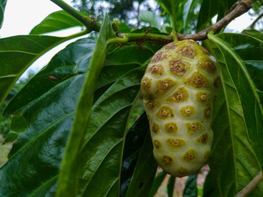 Yeşil yapraklarla çevrili bir ağaç dalına asılı bir meyve (Morinda citrifolia) yakın plan fotoğrafı