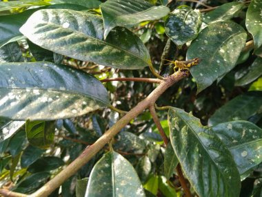 Yeşil tropik yapraklarla çevrili bir dalın üzerine tünemiş sarı ve kahverengi bir çekirgenin yakın çekimi.