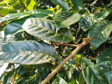 Yeşil tropik yapraklarla çevrili bir dalın üzerine tünemiş sarı ve kahverengi bir çekirgenin yakın çekimi.