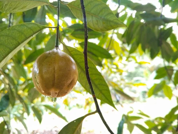 Yağmurdan sonra taze sarı meyveler ve yemyeşil yapraklarla tropikal bir ağacın yakın görüntüsü