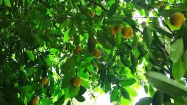 Yağmurdan sonra taze sarı meyveler ve yemyeşil yapraklarla tropikal bir ağacın yakın görüntüsü