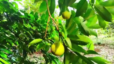 Yağmurdan sonra taze sarı meyveler ve yemyeşil yapraklarla tropikal bir ağacın yakın görüntüsü