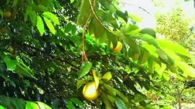 Yağmurdan sonra taze sarı meyveler ve yemyeşil yapraklarla tropikal bir ağacın yakın görüntüsü