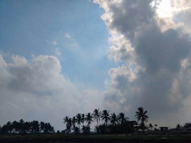 Yeşil ve taze pirinç tarlasında güzel hindistan cevizi ağaçları