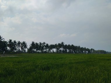 Yeşil ve taze pirinç tarlasında güzel hindistan cevizi ağaçları