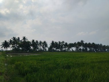 Yeşil ve taze pirinç tarlasında güzel hindistan cevizi ağaçları