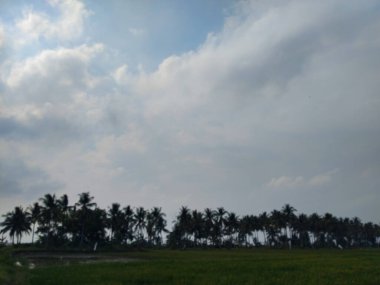 Yeşil ve taze pirinç tarlasında güzel hindistan cevizi ağaçları