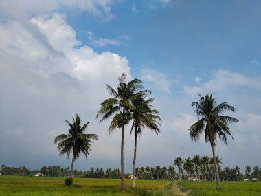 Yeşil ve taze pirinç tarlasında güzel hindistan cevizi ağaçları