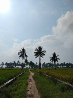 Yeşil ve taze pirinç tarlasında güzel hindistan cevizi ağaçları
