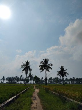 Yeşil ve taze pirinç tarlasında güzel hindistan cevizi ağaçları