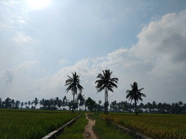 Yeşil ve taze pirinç tarlasında güzel hindistan cevizi ağaçları