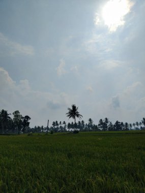 Yeşil ve taze pirinç tarlasında güzel hindistan cevizi ağaçları