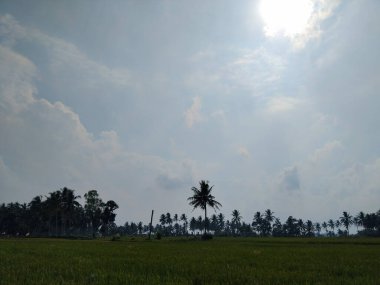 Yeşil ve taze pirinç tarlasında güzel hindistan cevizi ağaçları
