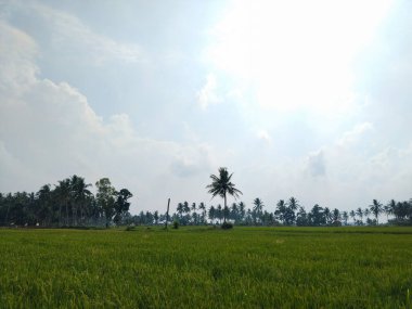 Yeşil ve taze pirinç tarlasında güzel hindistan cevizi ağaçları