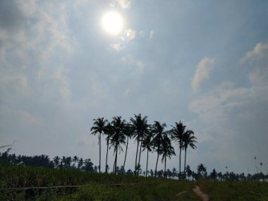 Yeşil ve taze pirinç tarlasında güzel hindistan cevizi ağaçları
