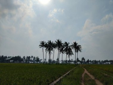 Yeşil ve taze pirinç tarlasında güzel hindistan cevizi ağaçları