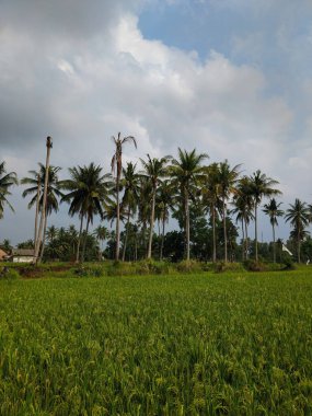 Yeşil ve taze pirinç tarlasında güzel hindistan cevizi ağaçları