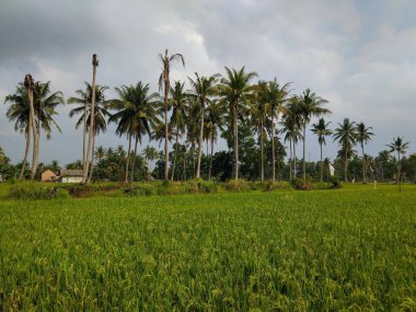 Yeşil ve taze pirinç tarlasında güzel hindistan cevizi ağaçları