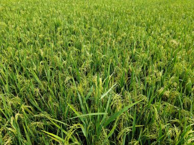 Yoğun taneli altın pirinç bitkileri yemyeşil yapraklar arasında bükülüyor. Bu da çeltik tarlasını doğal güneş ışığı altında hasat etmeye hazır olduklarını gösteriyor..