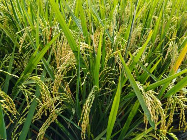 Yoğun taneli altın pirinç bitkileri yemyeşil yapraklar arasında bükülüyor. Bu da çeltik tarlasını doğal güneş ışığı altında hasat etmeye hazır olduklarını gösteriyor..
