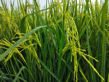 Tomurcuklu yemyeşil pirinç bitkilerinin kapanışı canlı bir çeltik tarlasında olgunlaşmaya başlıyor.