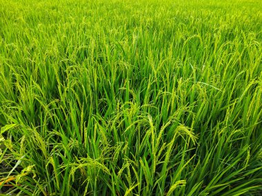 Tomurcuklu yemyeşil pirinç bitkilerinin kapanışı canlı bir çeltik tarlasında olgunlaşmaya başlıyor.