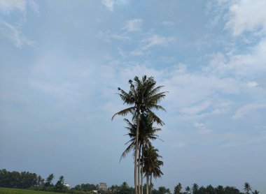 Uzun hindistan cevizi ağaçları, uzak yeşil manzaraya tepeden bakan, dağınık bulutlu, parlak mavi bir gökyüzüne karşı dururlar..