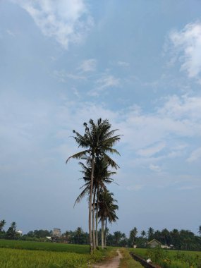 Uzun hindistan cevizi ağaçları, uzak yeşil manzaraya tepeden bakan, dağınık bulutlu, parlak mavi bir gökyüzüne karşı dururlar..