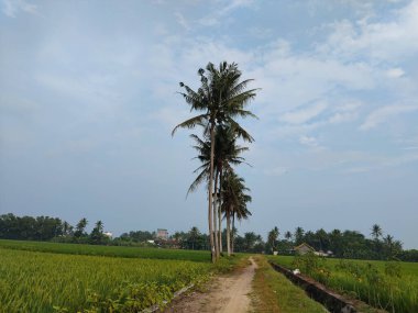 Uzun hindistan cevizi ağaçları, uzak yeşil manzaraya tepeden bakan, dağınık bulutlu, parlak mavi bir gökyüzüne karşı dururlar..