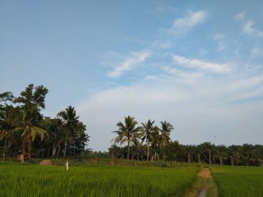 Bereketli yeşil pirinç tarlaları parlak mavi gökyüzünün altındaki yüksek hindistan cevizi ağaçlarına doğru uzanıyor ve sakin bir tropikal kırsal manzara yaratıyor..