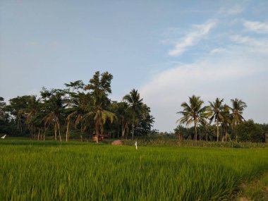 Bereketli yeşil pirinç tarlaları parlak mavi gökyüzünün altındaki yüksek hindistan cevizi ağaçlarına doğru uzanıyor ve sakin bir tropikal kırsal manzara yaratıyor..