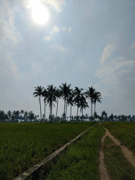 Yeşil ve taze pirinç tarlasında güzel hindistan cevizi ağaçları