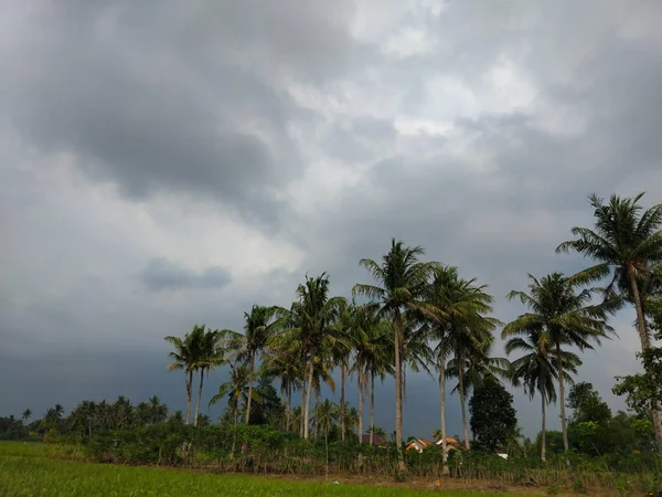 Yeşil ve taze pirinç tarlasında güzel hindistan cevizi ağaçları