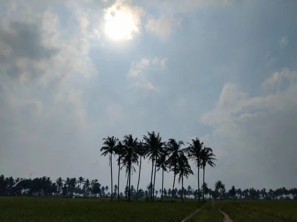 Yeşil ve taze pirinç tarlasında güzel hindistan cevizi ağaçları