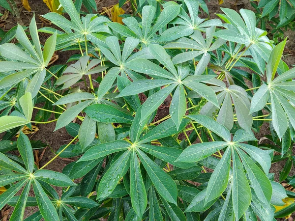 Yağmurdan sonra su damlacıkları ile taze yeşil kasava yaprakları, doğal bir bahçe ortamındaki yemyeşil tropikal yaprakları gösteriyor..