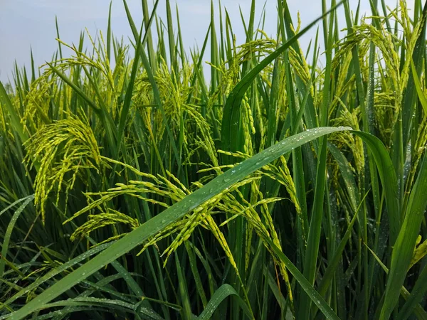 Tomurcuklu yemyeşil pirinç bitkilerinin kapanışı canlı bir çeltik tarlasında olgunlaşmaya başlıyor.