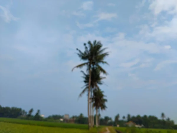 Uzun hindistan cevizi ağaçları, uzak yeşil manzaraya tepeden bakan, dağınık bulutlu, parlak mavi bir gökyüzüne karşı dururlar..