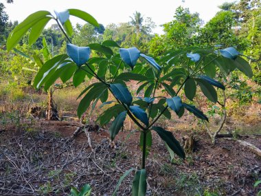 Geniş, parlak yeşil yaprakları olan genç bir fidan, dağınık ağaçlar ve çalılarla çevrili kuru, kırsal bir alanda yetişir..