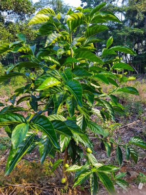 Canlı yeşil yaprakları olan genç bir kaya meyvesi ağacı, diğer tropik bitki ve ağaçlarla çevrili güneşli bir kırsal bölgede yetişir..