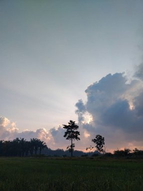Uzun ağaçlar ve sabahın erken saatlerinde parlayan dramatik bulutlarla dolu verimli pirinç tarlalarının üzerinde gün doğumu. Doğal güzelliklerle dolu huzurlu bir kırsal bölge..