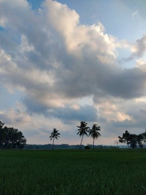 Gün batımında yeşil bir tarlanın üzerinde dramatik ve bulutlu bir gökyüzüne bakan palmiye ağaçlarının huzurlu görüntüsü.